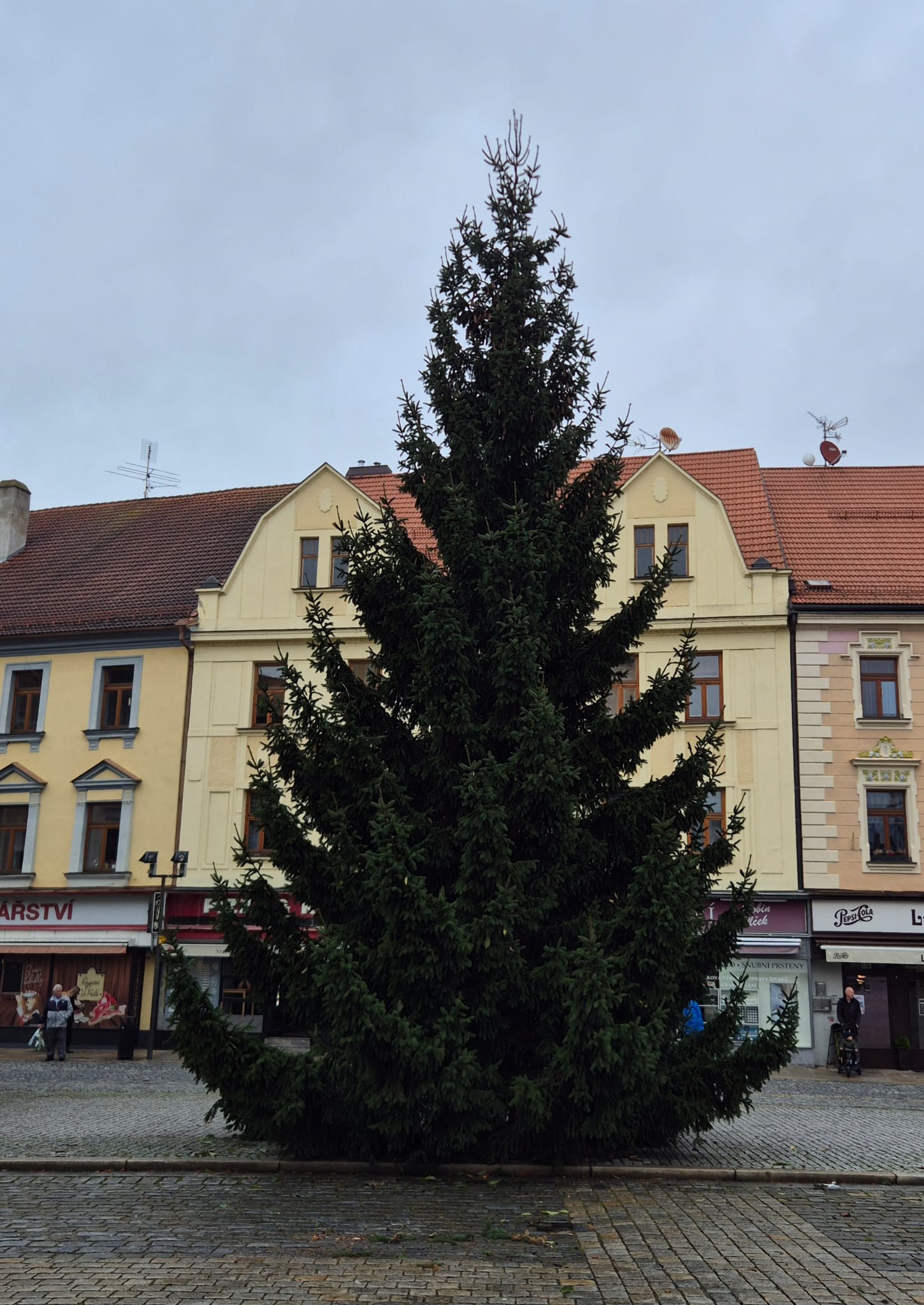 Na Velké náměstí v Písku byl již dnes instalován vánoční strom.